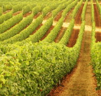 MadFish Wines Margaret River - Maitland Accommodation