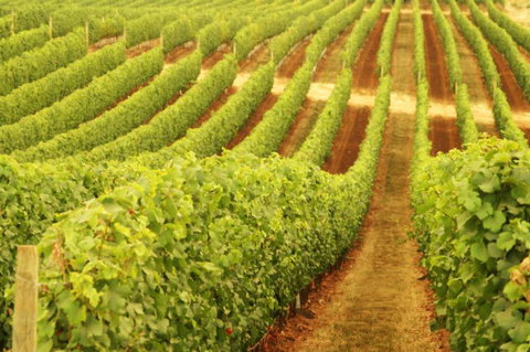 Xanadu Wines - Maitland Accommodation 0