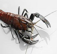 Andermel Marron - Maitland Accommodation