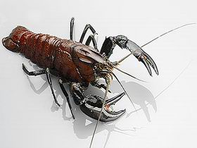 Andermel Marron - Maitland Accommodation 0