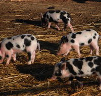 Will's Rare Breeds Farm - Maitland Accommodation