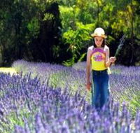 Brayfield Park Lavender Farm - Maitland Accommodation