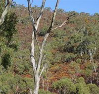 Black Hill Conservation Park - Maitland Accommodation