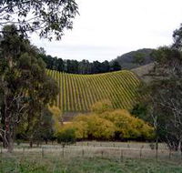 Mt Bera Vineyards - Maitland Accommodation