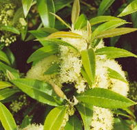 Tumbeela Native Bushfoods - Maitland Accommodation