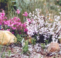 Stokes Bay Bush Garden - Maitland Accommodation