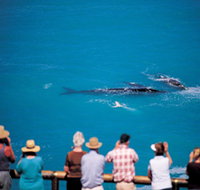 Whale Watching At Head Of Bight - Maitland Accommodation
