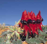 Alan Mclellan Lookout - Maitland Accommodation