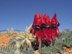 Alan Mclellan Lookout - Maitland Accommodation 0