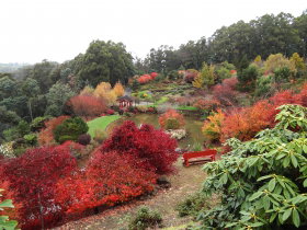 Emu Valley Rhododendron Garden - Maitland Accommodation 0