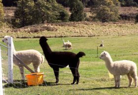 Maydena Country Cabins Accommodation & Alpaca Stud - Maitland Accommodation 0