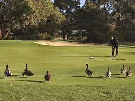Royal Hobart Golf Club - Maitland Accommodation 0