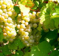 Winstead Vineyard - Maitland Accommodation