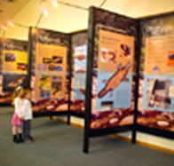 Platypus Experience - Maitland Accommodation