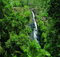 Kondalilla National Park - Maitland Accommodation