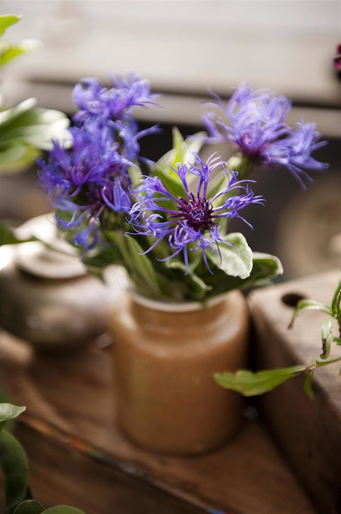 Salamanca Market - Maitland Accommodation 1