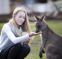 Bonorong Wildlife Sanctuary - Maitland Accommodation