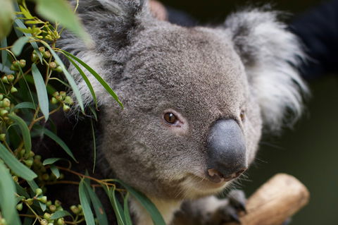 Bonorong Wildlife Sanctuary - Maitland Accommodation 3