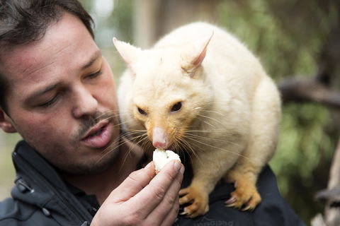 Bonorong Wildlife Sanctuary - Maitland Accommodation 4