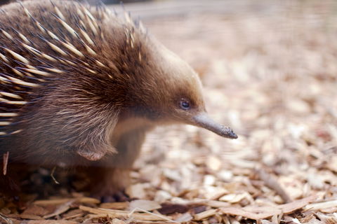 Bonorong Wildlife Sanctuary - Maitland Accommodation 5