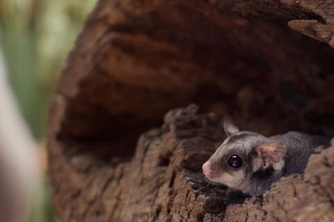 Bonorong Wildlife Sanctuary - Maitland Accommodation 6