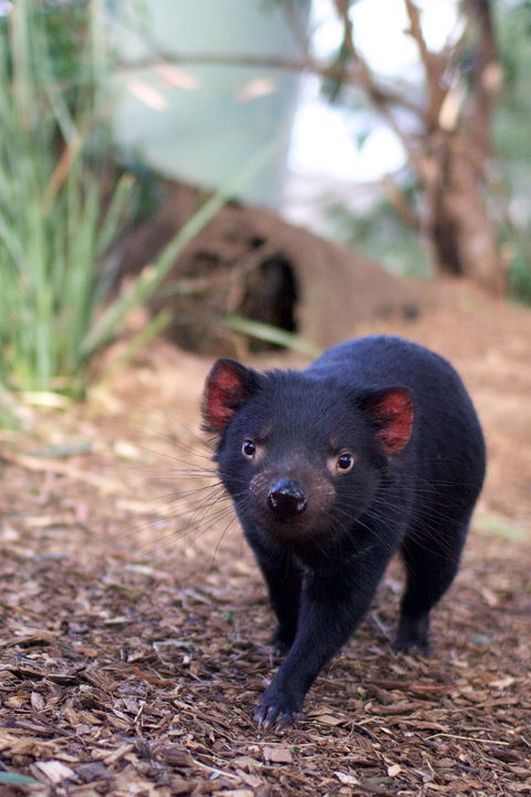 Bonorong Wildlife Sanctuary - Maitland Accommodation 7