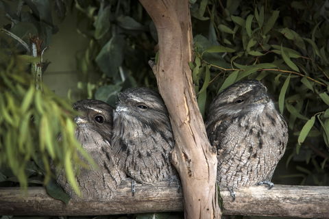 Bonorong Wildlife Sanctuary - Maitland Accommodation 8