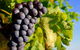 Panorama Vineyard - thumb 0