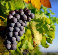 Panorama Vineyard - Maitland Accommodation