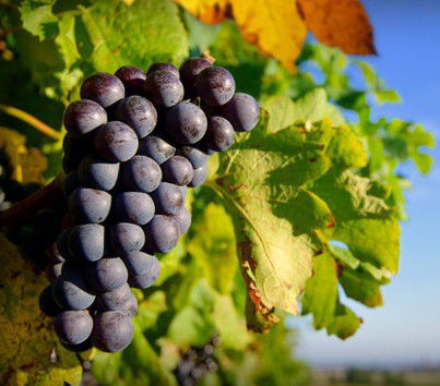 Panorama Vineyard - Maitland Accommodation 0