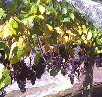 Palmara Vineyard - Maitland Accommodation