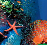 Indo Pacific Marine - Maitland Accommodation