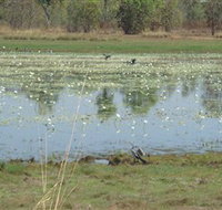 Leaning Tree Lagoon Nature Park - Maitland Accommodation