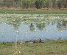 Leaning Tree Lagoon Nature Park - Maitland Accommodation 0