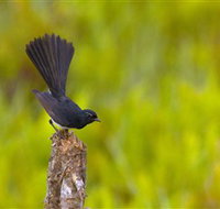 Holmes Jungle Nature Park - Maitland Accommodation