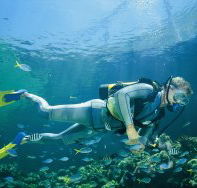 Kirra Reef Dive Site - Maitland Accommodation