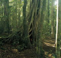 Lamington National Park Binna Burra Section - Maitland Accommodation