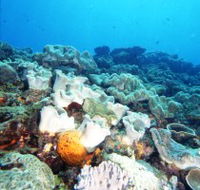 Mudjimba Old Woman Island Dive Site - Maitland Accommodation