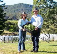 Hinterland Feijoas - Maitland Accommodation