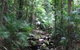 Mossman Gorge Rainforest Circuit Track, Daintree National Park - thumb 0