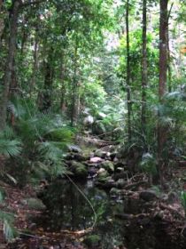 Mossman Gorge Rainforest Circuit Track, Daintree National Park - Maitland Accommodation 0