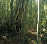 Mount Bithongabel - Maitland Accommodation