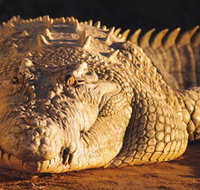 Koorana Crocodile Farm - Maitland Accommodation