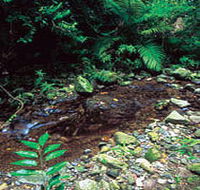 Wompoo Walk - Maitland Accommodation