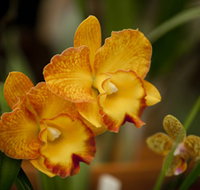 Queens Park - Orchid House - Maitland Accommodation