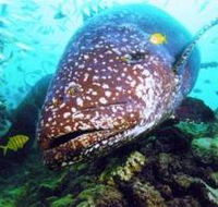 Lady Musgrave Island Dive Sites - Maitland Accommodation