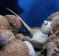 Light House Bommie Dive Site - Maitland Accommodation