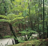Fraser Island Great Walk - Maitland Accommodation