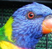 Fraser Coast Wildlife Sanctuary - Maitland Accommodation