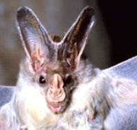 Mount Etna Caves National Park - Maitland Accommodation